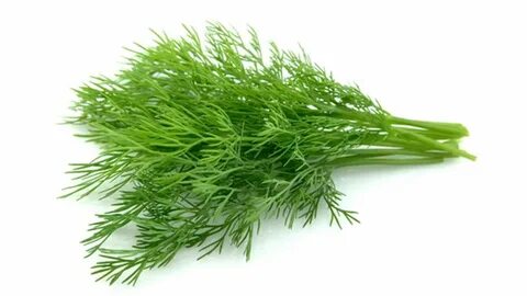 تصویر 3 از فروش شوید خشک با کیفیت صادراتی